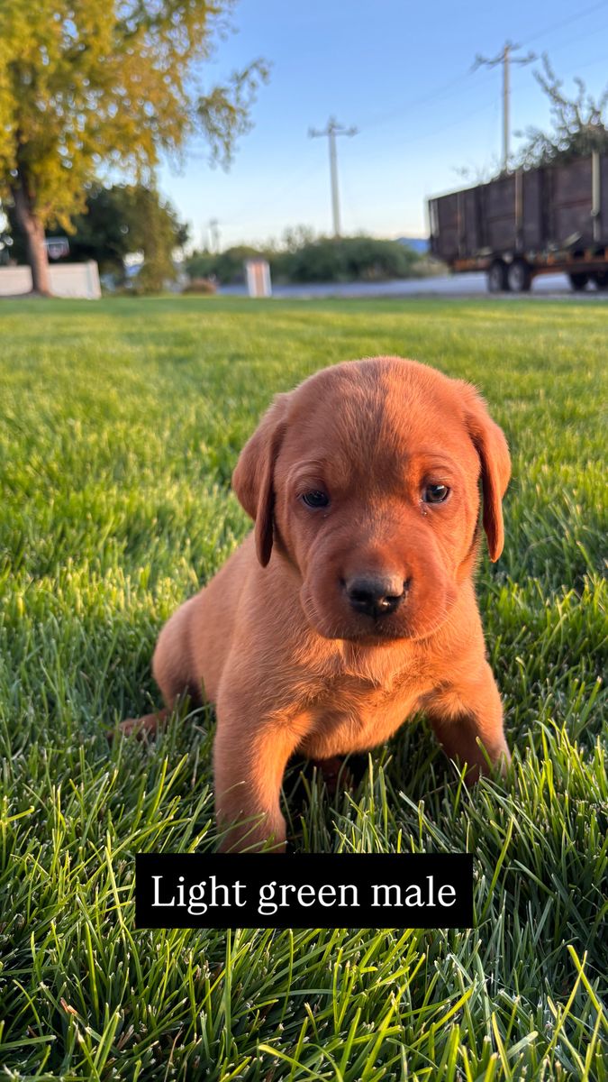 AKC Fox Red Labrador Puppies