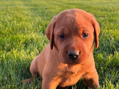 AKC Fox Red Labrador Puppies