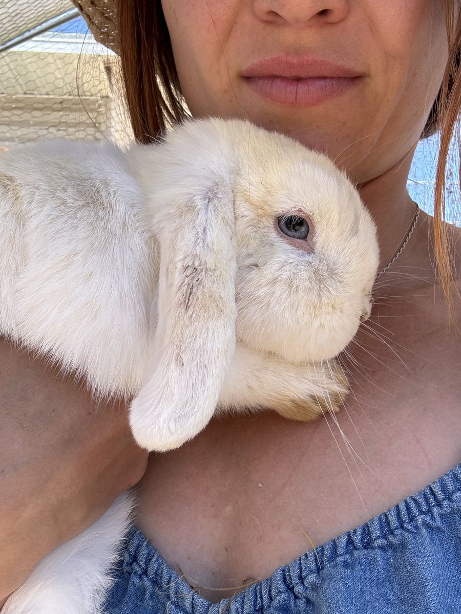 Princess the Holland Lop Doe