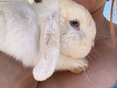 Princess the Holland Lop Doe