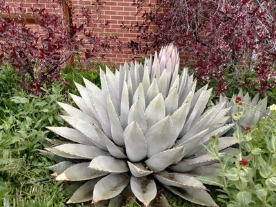 Agave
