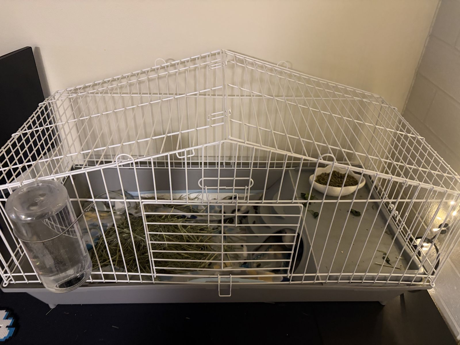 Female guinea pig plus cage