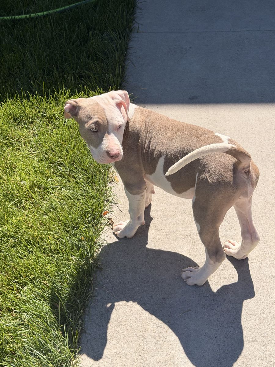 American Bullies! Going For The Low!