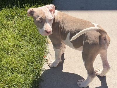 American Bullies! Going For The Low!