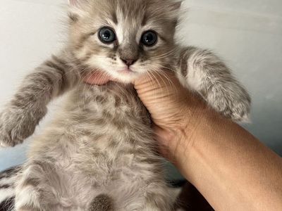 Highlander Kittens
