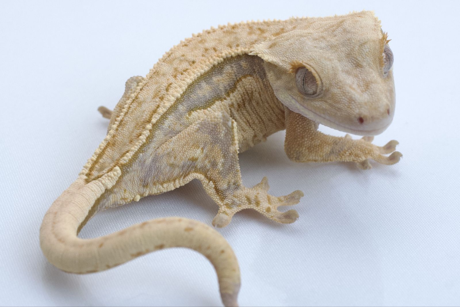 Main image 2