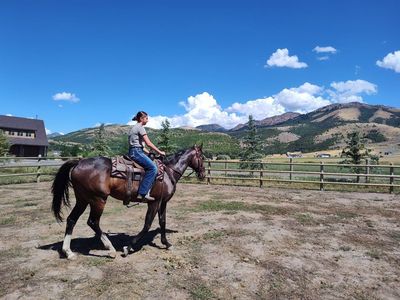 Horse for sale