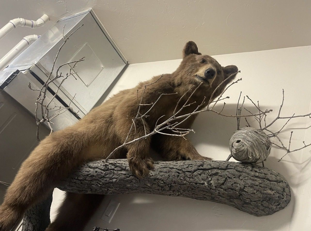 Bear mount 