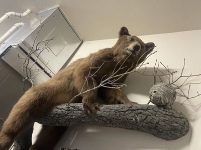 Bear mount