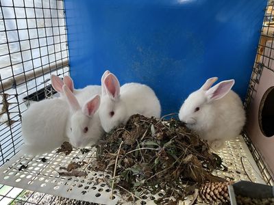 Tamuk/REW New Zealand Cross Kits