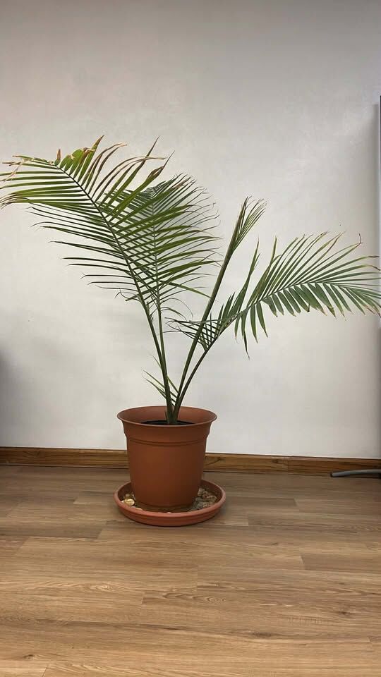 POT ONLY - Decorative Planter Pot with Basin & Shell Accents (Palm Not Included)