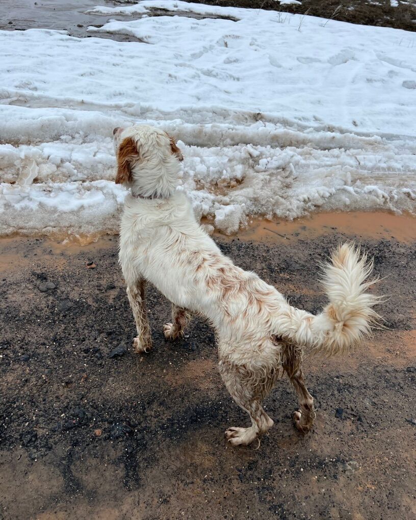 English Setters - Loving Family Dogs