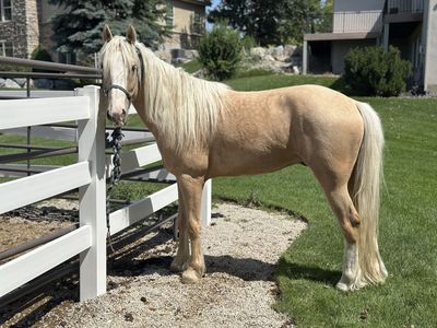 Palomino Gypsy Cross Gelding
