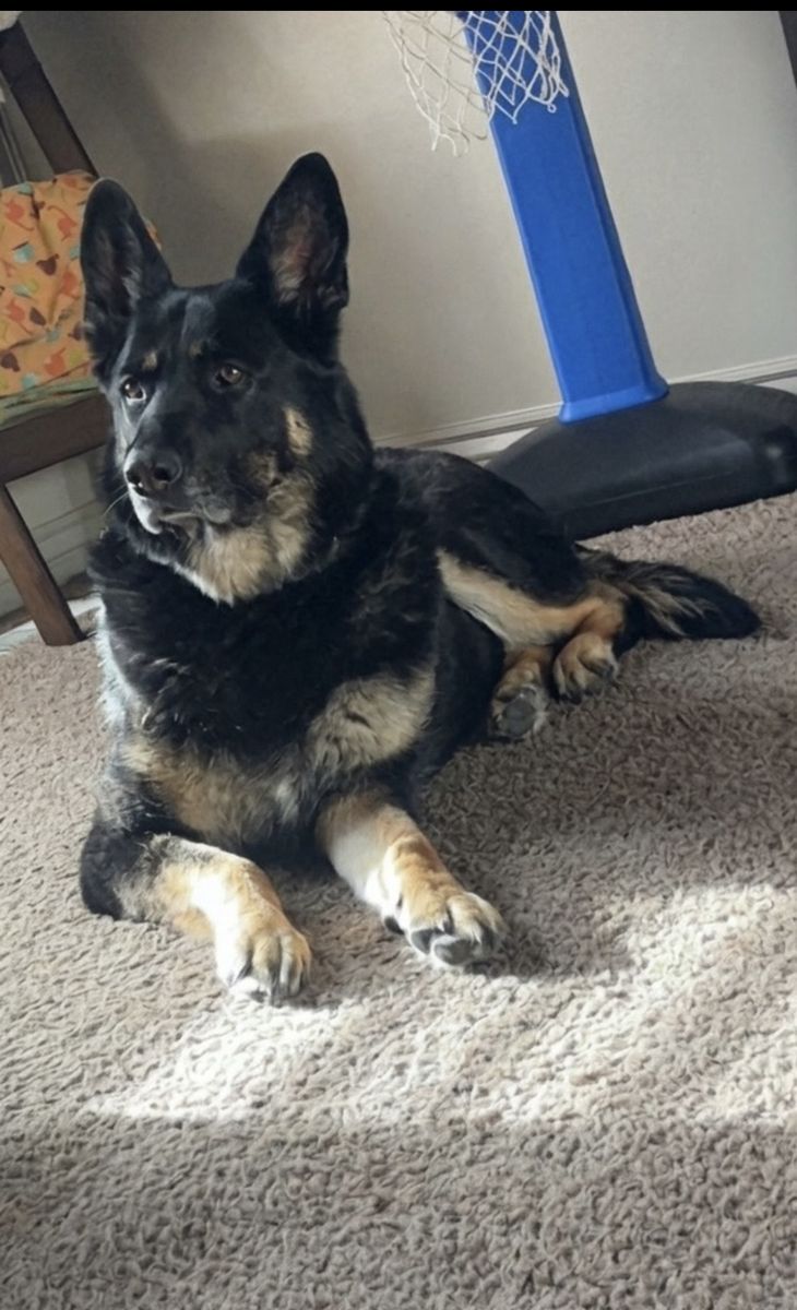 German Shepherd 7Yr