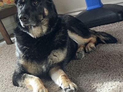 German Shepherd 7Yr