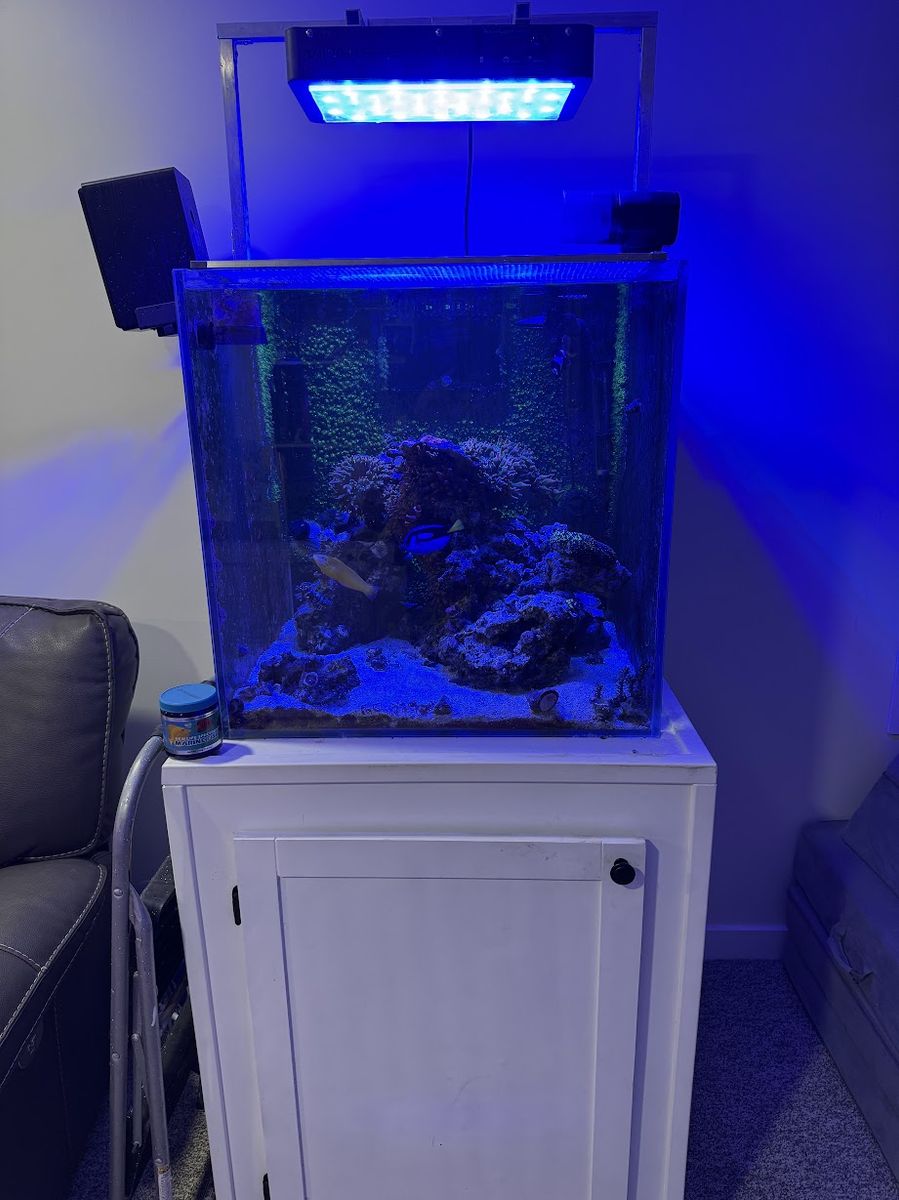 60 Gallon Cube Reef Aquarium — Complete Setup, Livestock & Everything Included — $850 OBO
