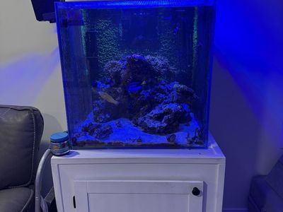 60 Gallon Cube Reef Aquarium — Complete Setup, Livestock & Everything Included — $850 OBO