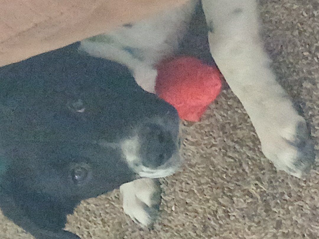 Seven month old puppy for sell pet