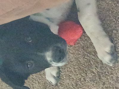 Seven month old puppy for sell pet