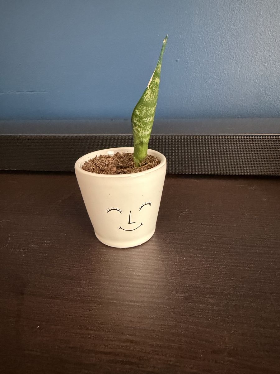 Baby snake plant