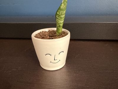 Baby snake plant