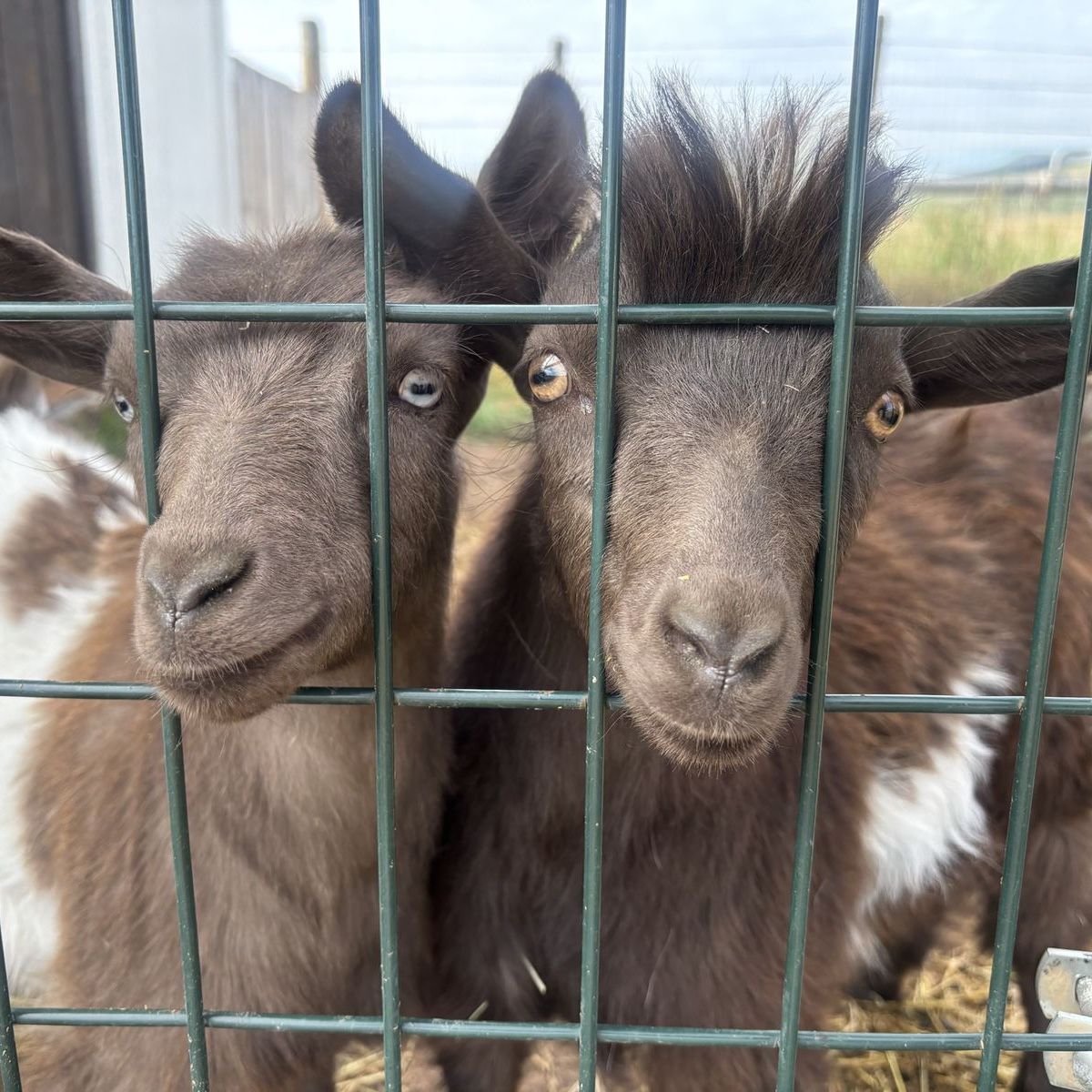 Mini Silky Fainting Goat