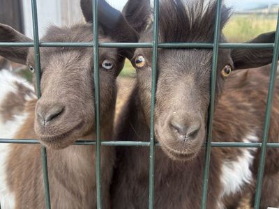 Mini Silky Fainting Goat