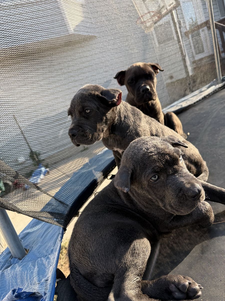 Cane Corso Puppies - 10 Weeks Old - Purebred