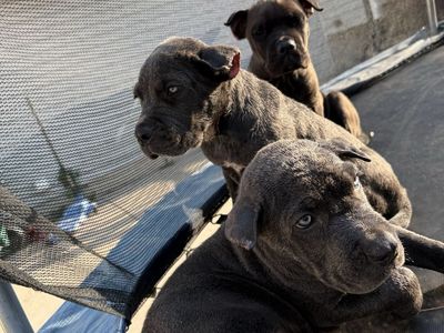 Cane Corso Puppies - 10 Weeks Old - Purebred