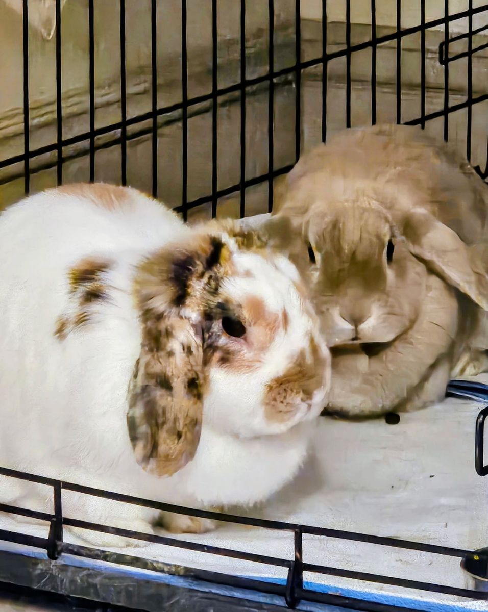 Holland lop does - not fixed ($25 per)