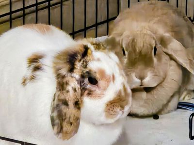 Holland lop does - not fixed ($25 per)