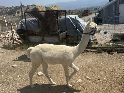 4 alpacas