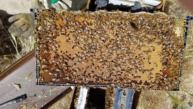 honey bee 5 frame nucs
