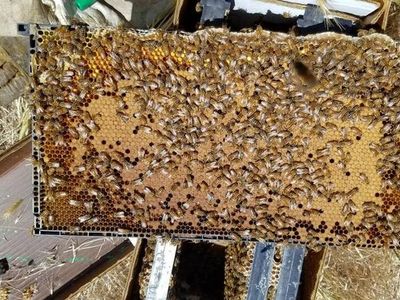 honey bee 5 frame nucs