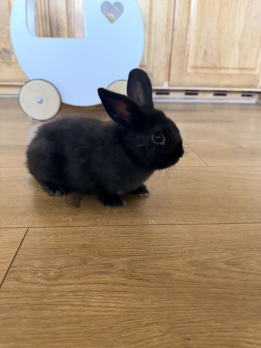Adorable Holland Lop × Netherland Dwarf Bunnies