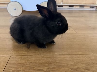 Adorable Holland Lop × Netherland Dwarf Bunnies