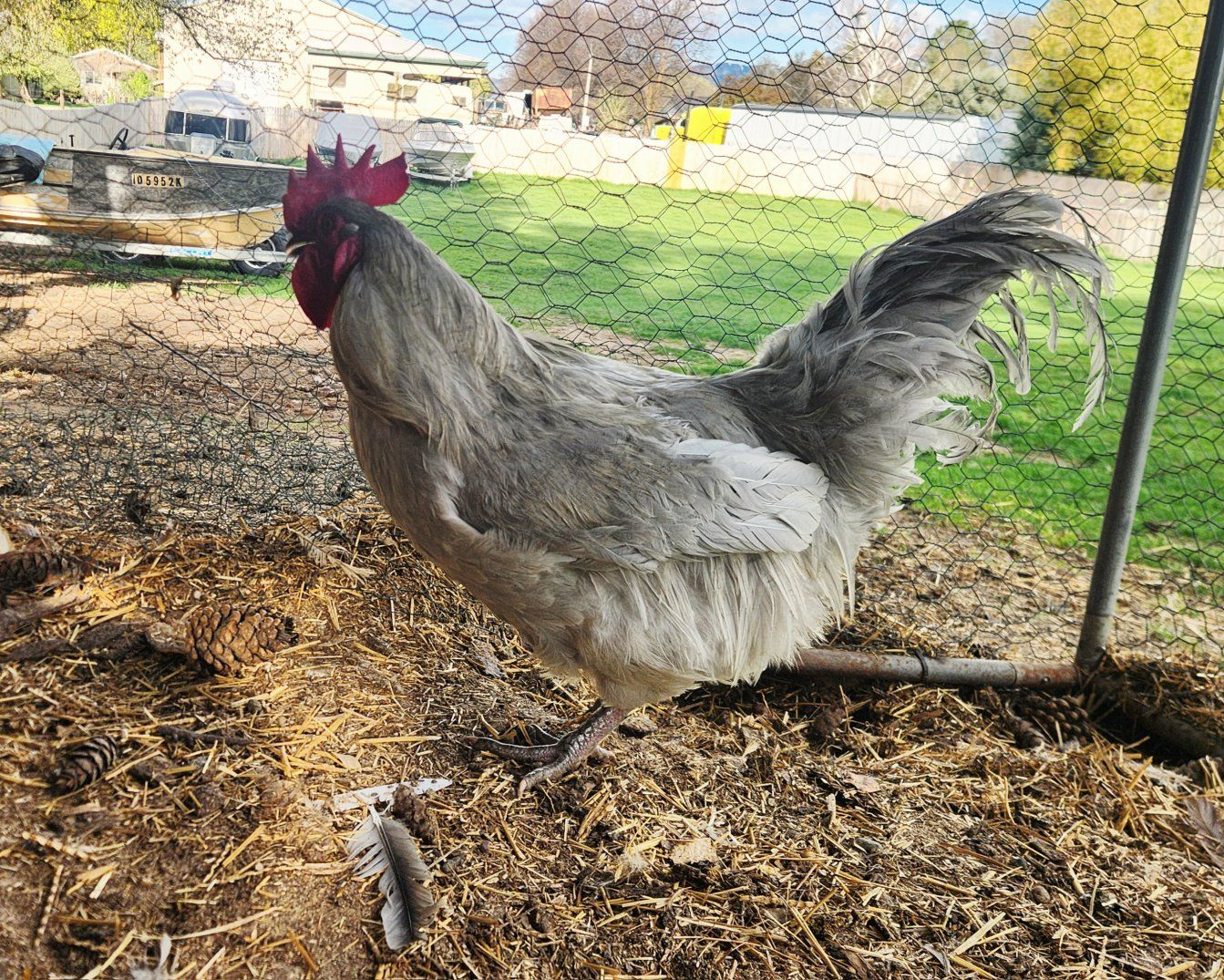 1-3 year old laying hens and rooster