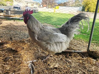 1-3 year old laying hens and rooster