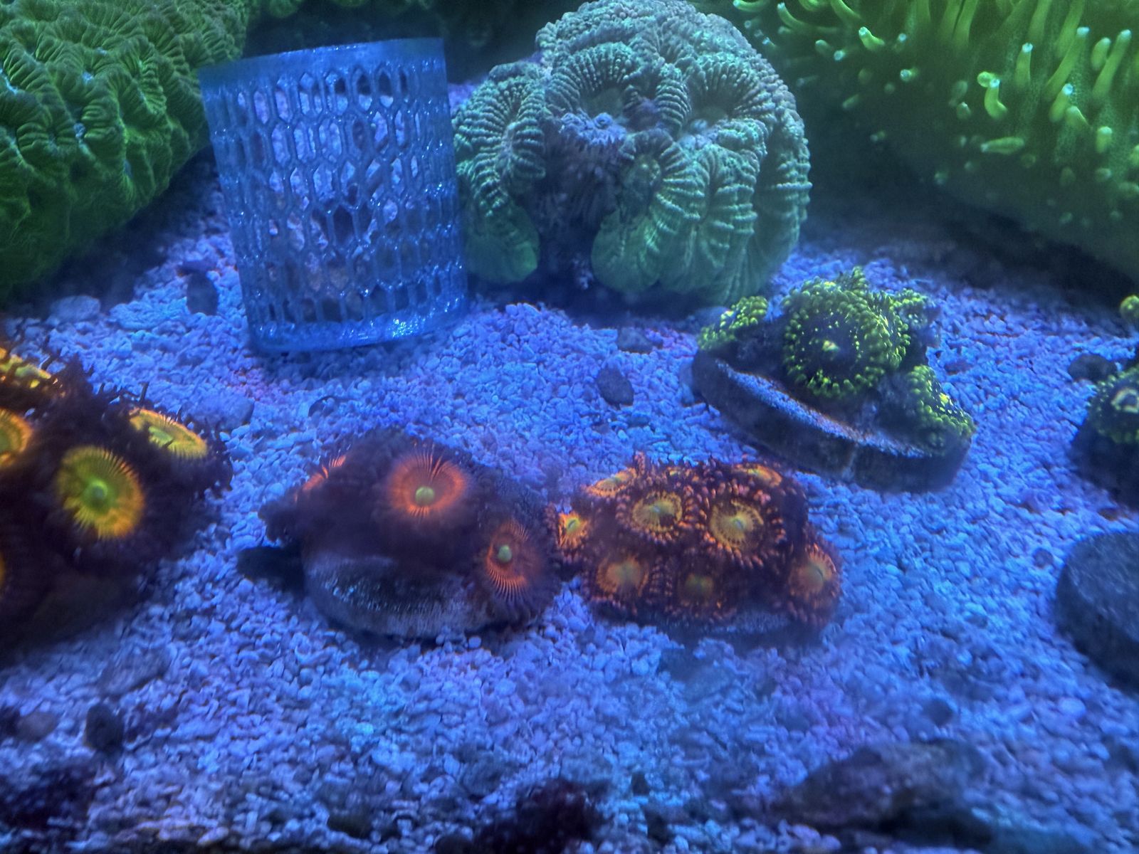corals for sale