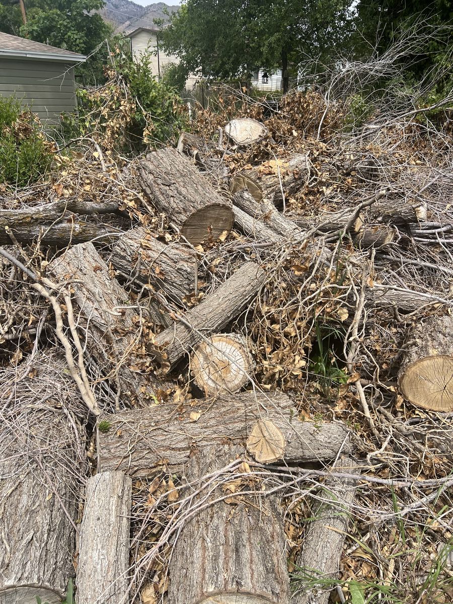 Free Firewood