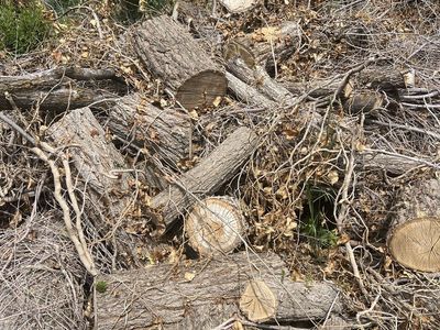 Free Firewood