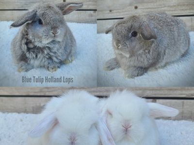 Holland Lops Ready This Month