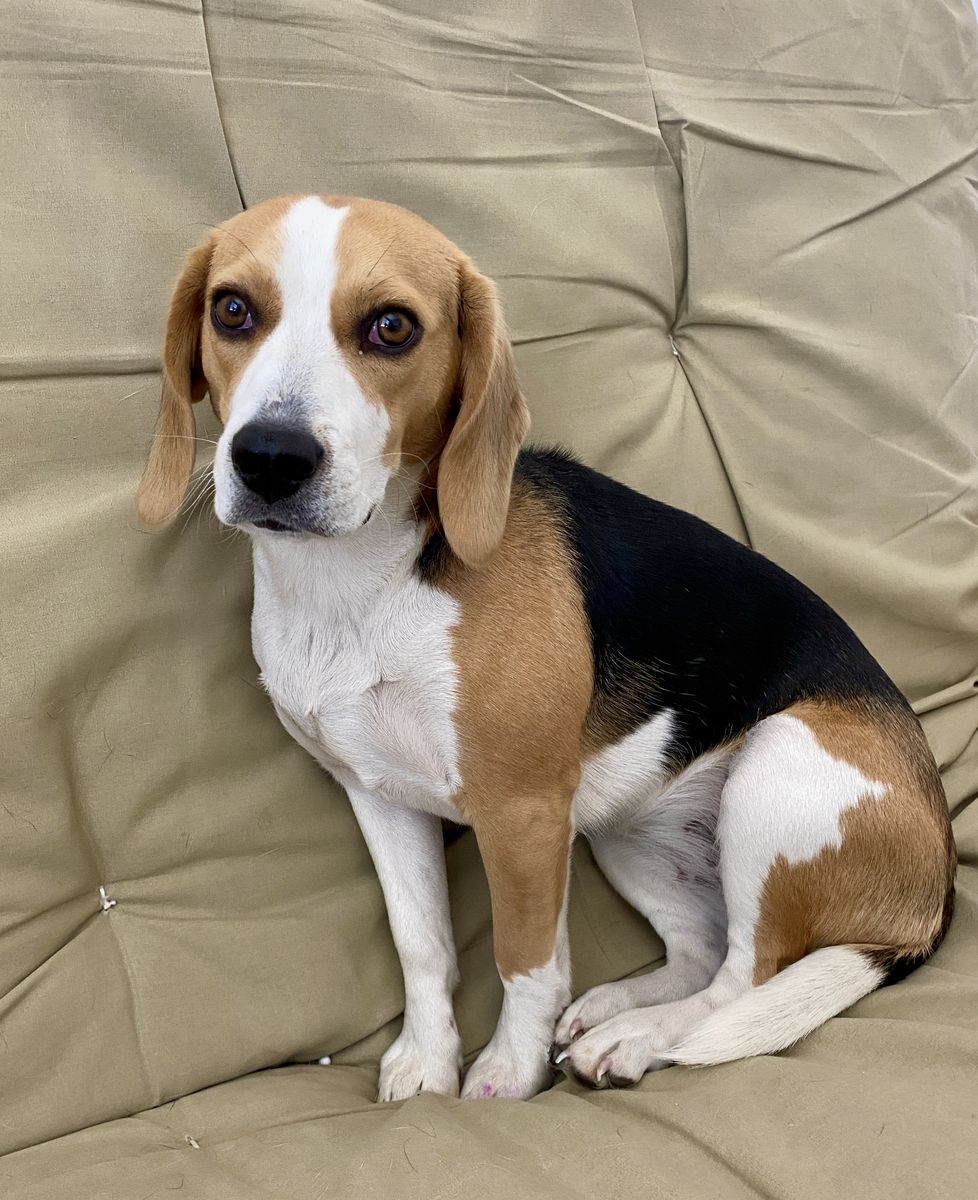 Rehoming 4.5 year old Beagle