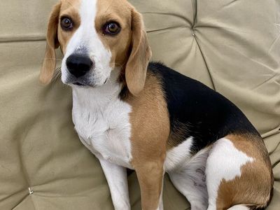 Rehoming 4.5 year old Beagle