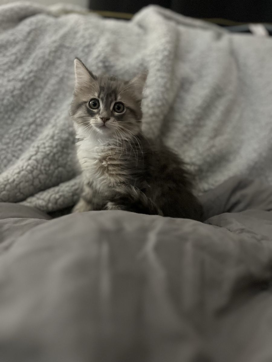 Mainecoon ragdoll mixed kittens