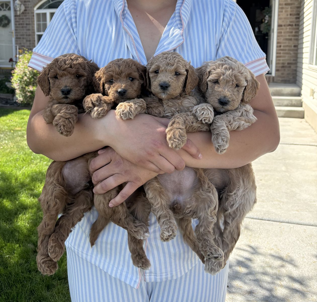 Adorable Multi-generation F1B Mini Goldendoodle's