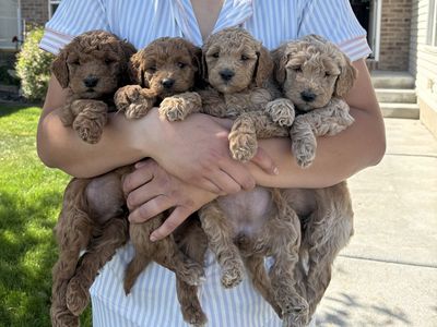Adorable Multi-generation F1B Mini Goldendoodle's
