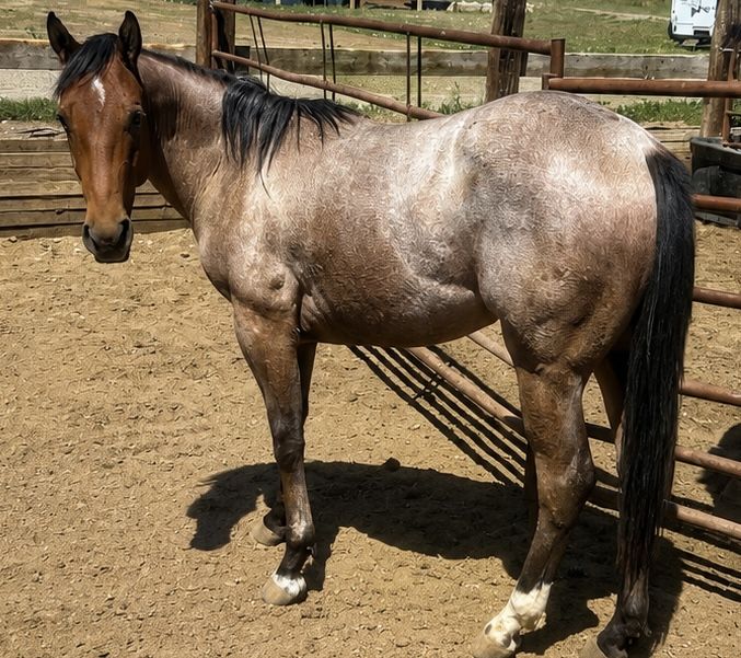 2yr Old AQHA Filly