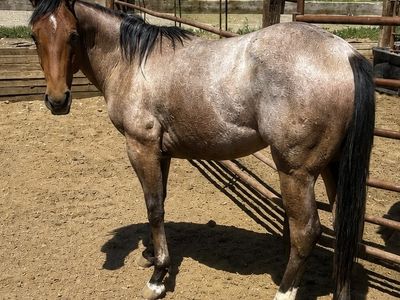 2yr Old AQHA Filly