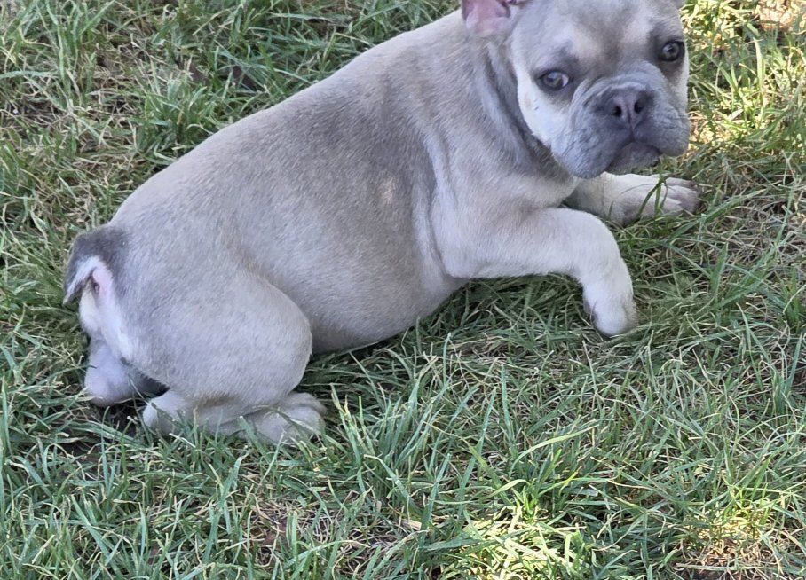 French Bulldog Puppies Blue Fawn AKC
